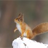 Red Squirrel (Sciurus vulgaris) on snow-covered pine log in winter. Scotland. February 2008.